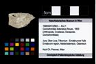 Foto (Objekt + Etikett) von Goniodromites bidentatus (Reuss, 1859)  (NHMW-GEO-1990-0041-2683)